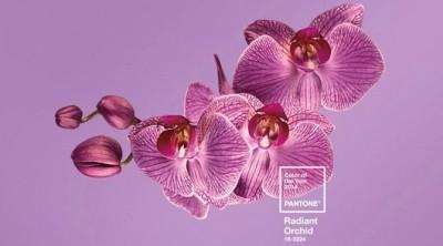 Pantone 2014 Colour Radiant Orchid Purple Flower