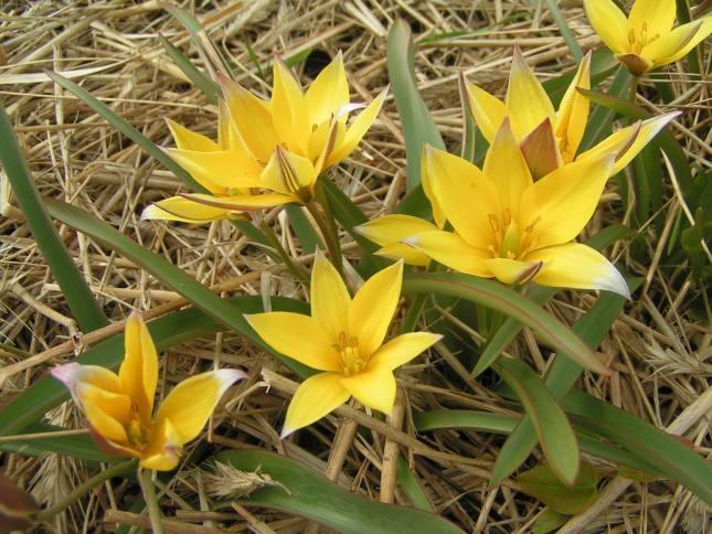 Tulipa urumiensis