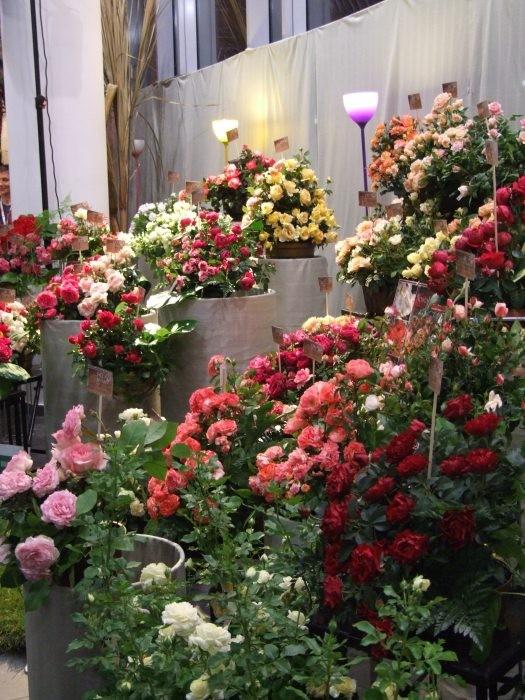 Bogactwo odmian róż z Kutna i nie tylko