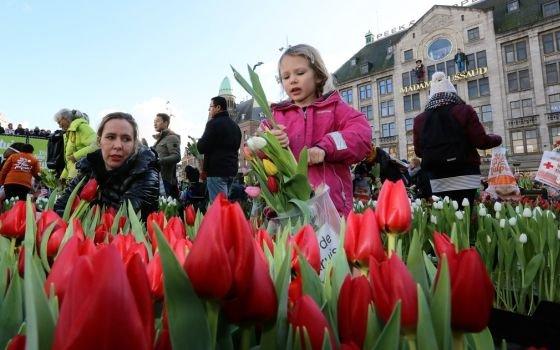 50398_fullimage_national tulipday girl with red tulips_560x350