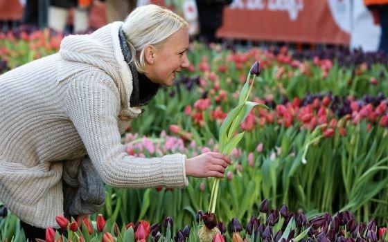 50400_fullimage_national tulipday woman with purple tulips_560x350