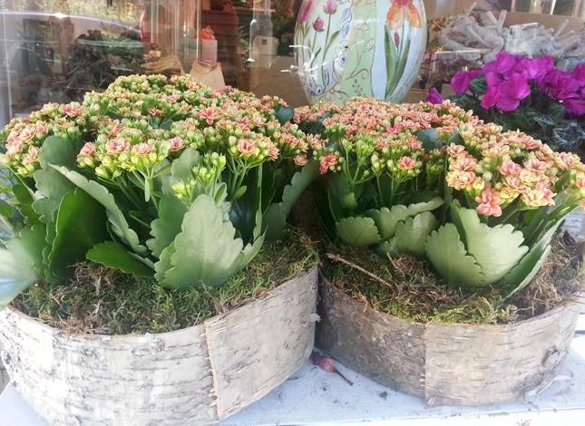 kalanchoe-taart