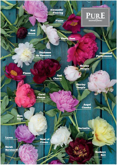 peony