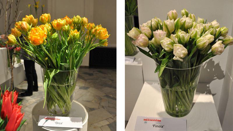 tulipany wystawa