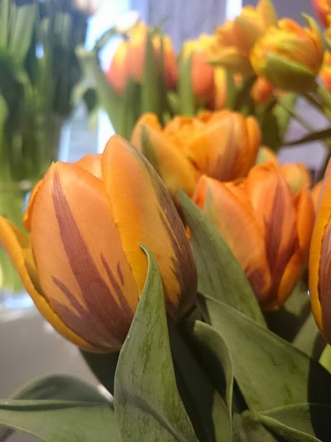 Tulipan Orange Princess