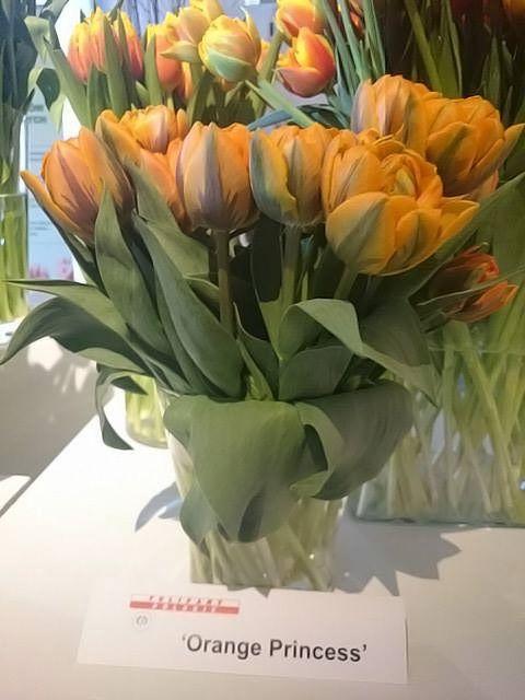 Tulipan Orange Princess