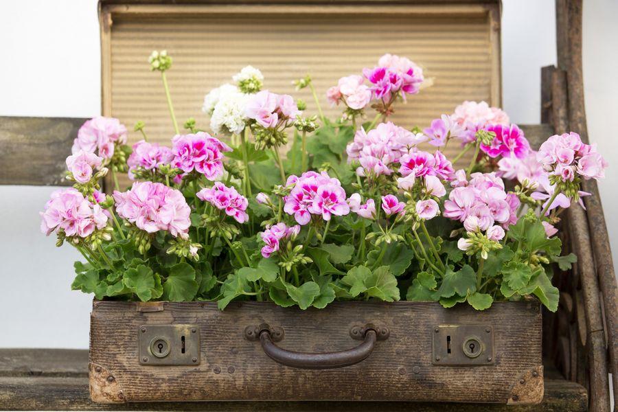 vintage pelargonia 