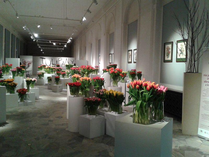 Wystawa Tulipanów w Wilanowie