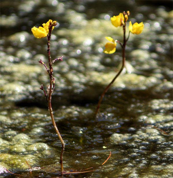 Utricularia vulgaris