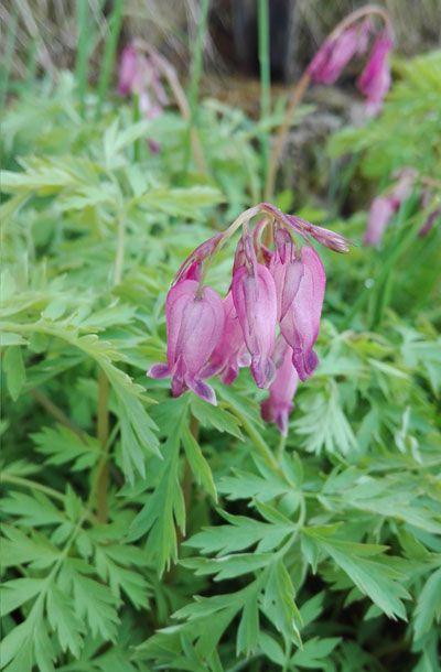 Serduszka piękne (Dicentra formosa) 