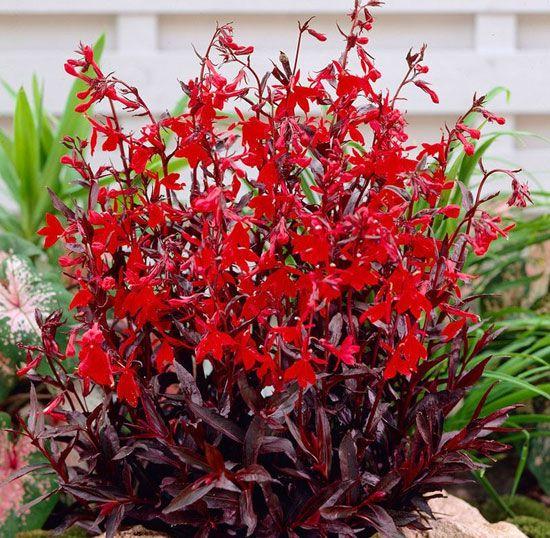 Lobelia ’Queen Victoria’ 