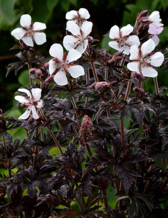 bodziszek ’Purple Ghost’ 