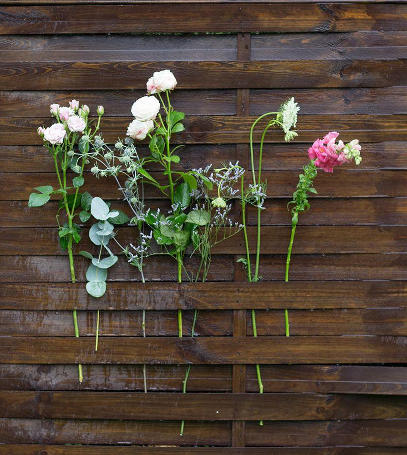 Sapopnaria officinalis, eryngium plannum, Daucus carota, rosa sp., eucaliptus, anthirinum majus, limonium latifolium