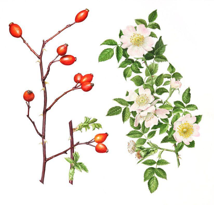 Owoce i pędy róży psiej (Rosa canina) fot. Pinterest.com