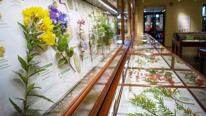 Kwiaty dla których czas się zatrzymał – szklana lekcja botaniki
