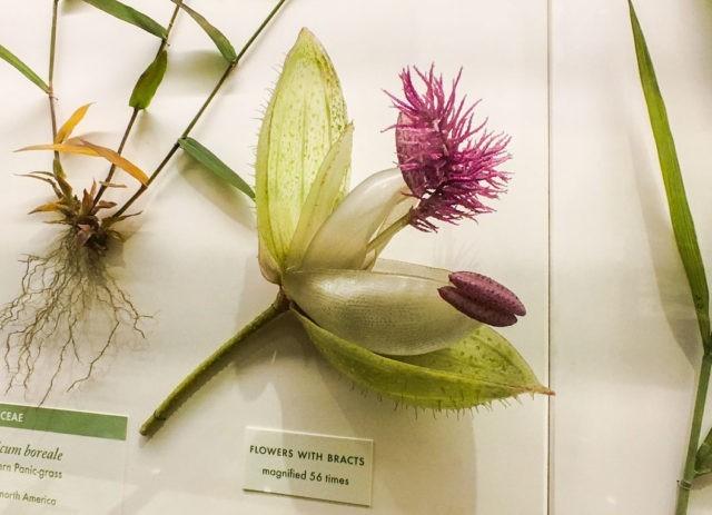 Kwiaty dla których czas się zatrzymał – szklana lekcja botaniki