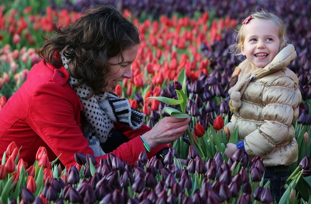 fot. Tulpen Promotie Nederland