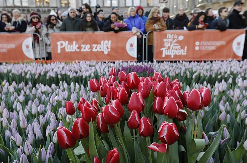 fot. Tulpen Promotie Nederland