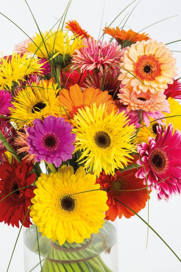 gerbera