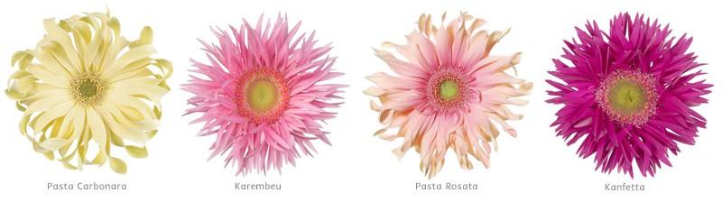 gerbera nowe odmiany