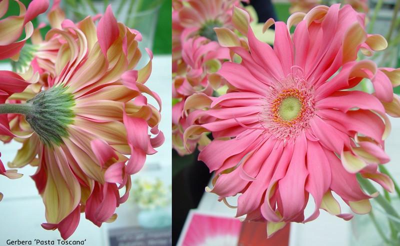 gerbera odmiany pasta toscana