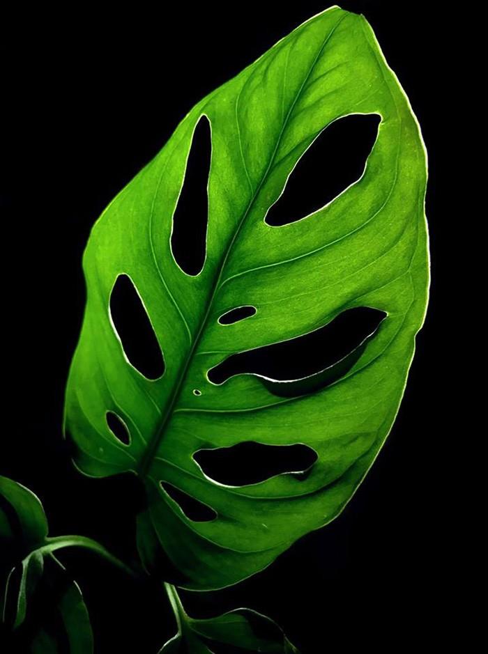 Monstera adansonii