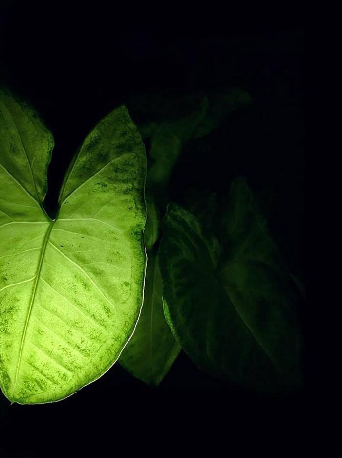 Syngonium podophyllum