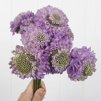 Scabiosa