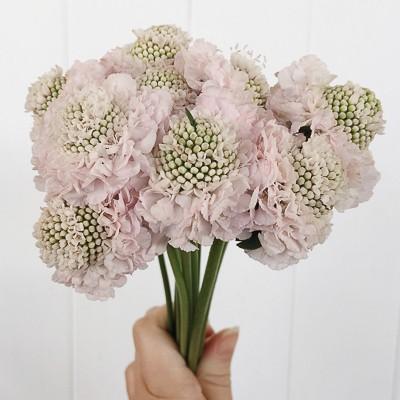 Scabiosa