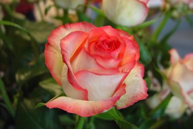Róża Jumila