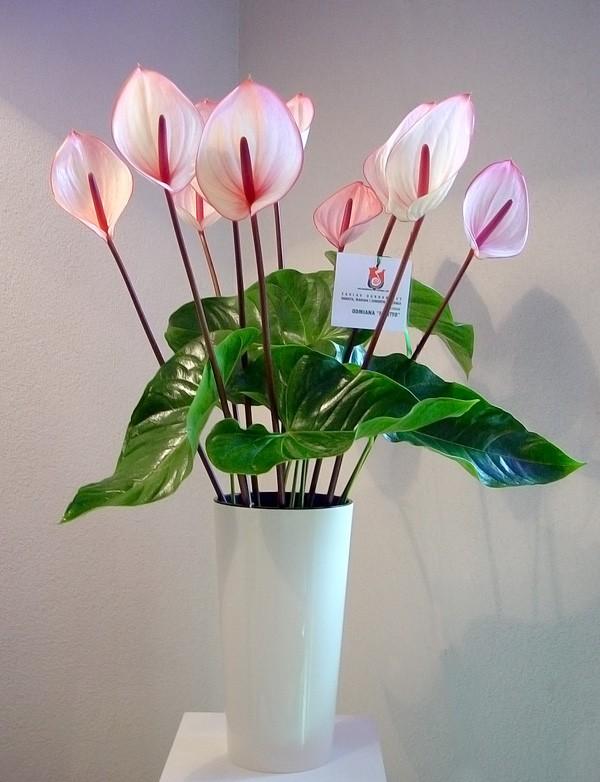 anthurium Facetto