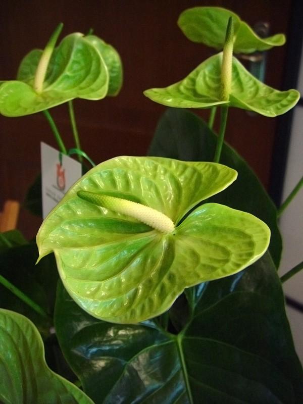 anthurium Midori