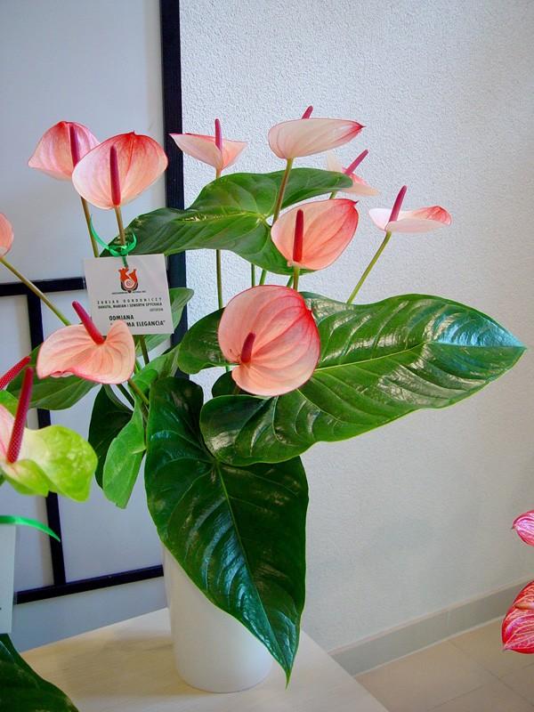 anthurium Maxima Elegancia