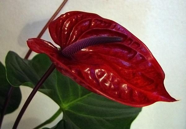 anthurium Nero