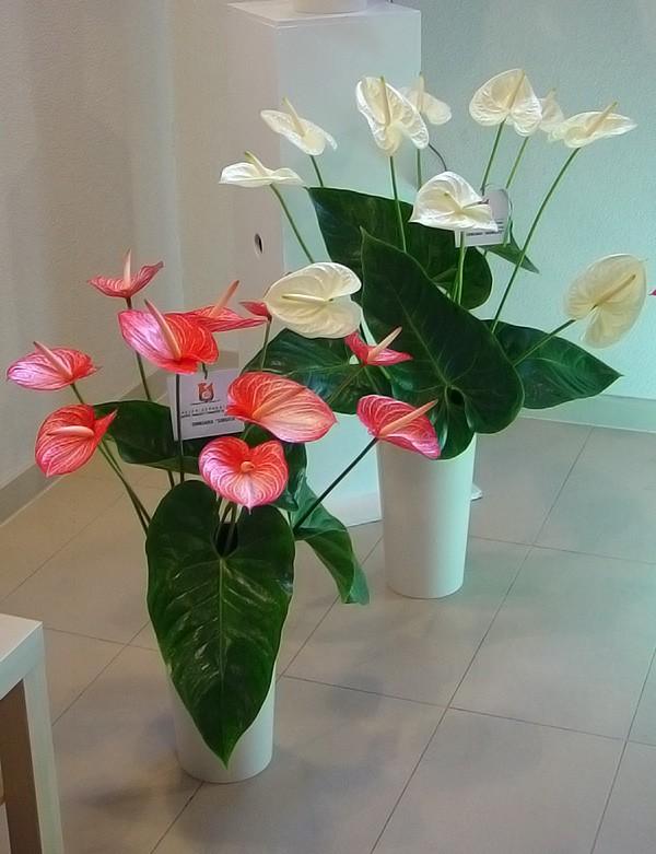 anthurium Singita i Moments