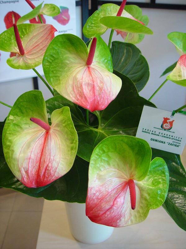 anthurium Zafira