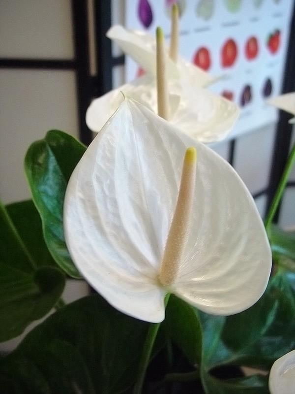 anthurium Sumi