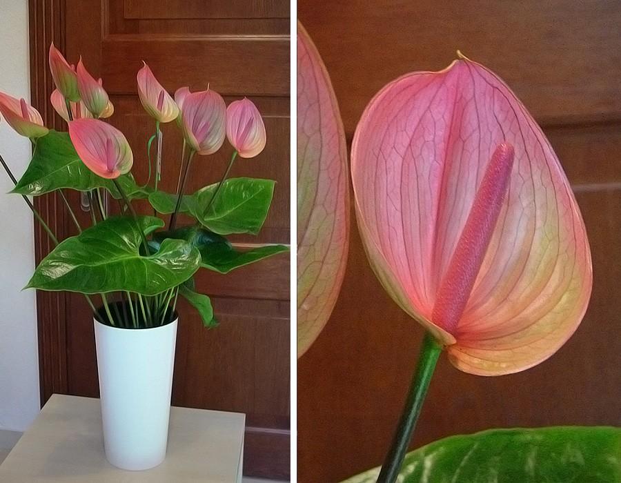 anthurium Peruzzi