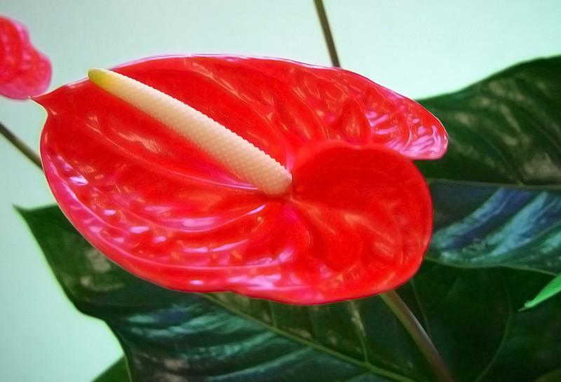 anthurium Tropical