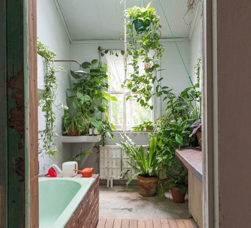 rośliny do łazienki