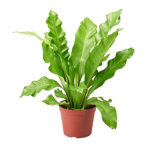 Asplenium – zanokcica