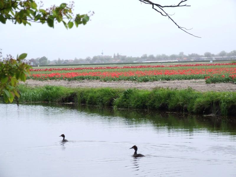 Zwiedzamy ogrody Keukenhof – przewodnik dla wtajemniczonych