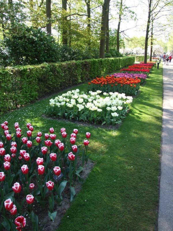 Zwiedzamy ogrody Keukenhof – przewodnik dla wtajemniczonych