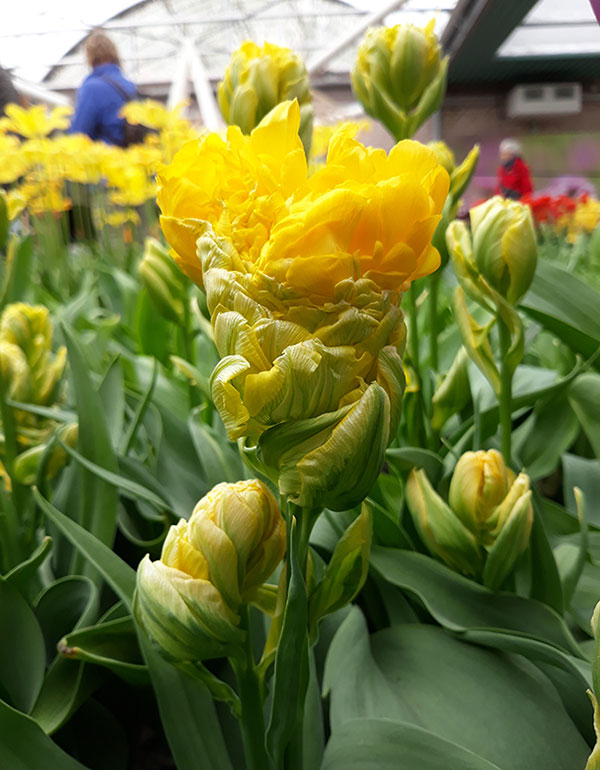 nowe odmiany tulipanów Tulipan 'Artichok' 