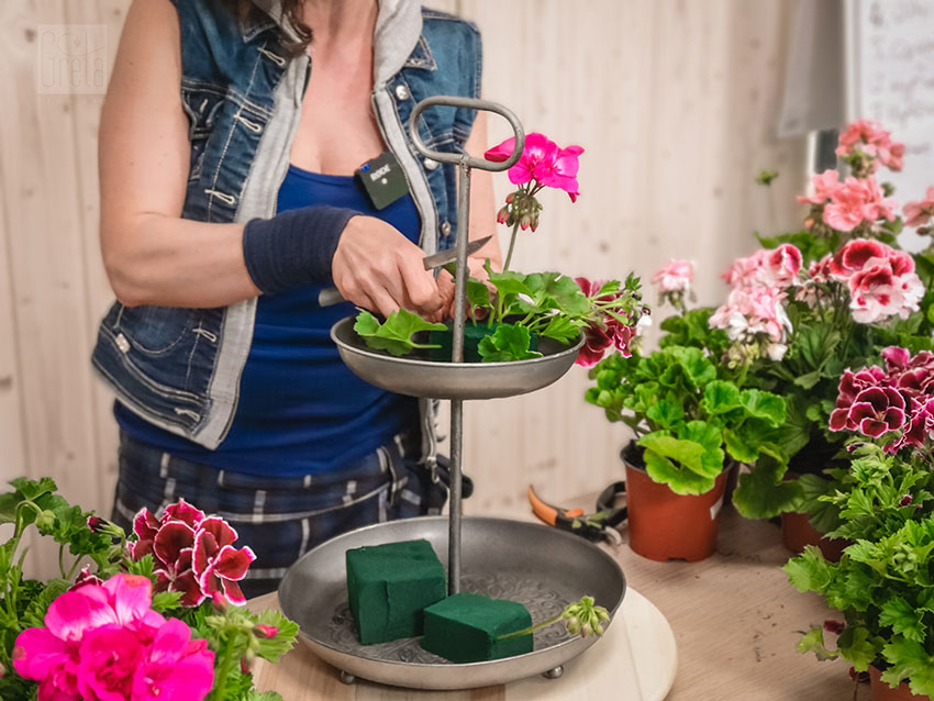 Pelargonia w gąbce florystycznej