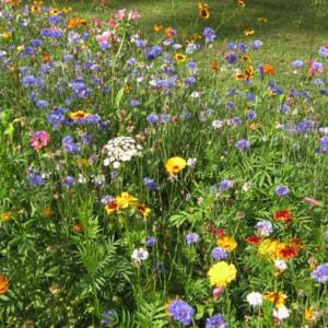 Wielobarwna łąka kwiatowa (Ogród Królewski w Wersalu)