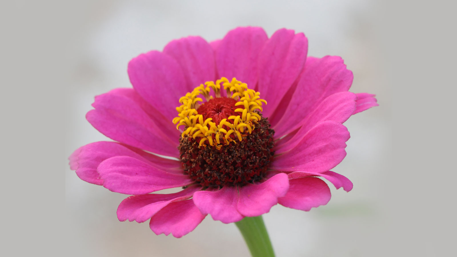 Cynia (Zinnia)