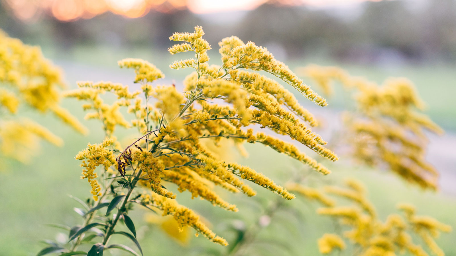 solidago we florystyce, nawłoć