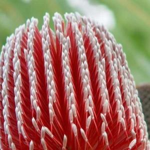 banksia