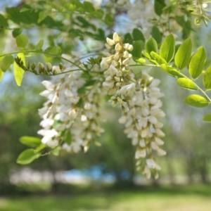 Robinia akacjowa